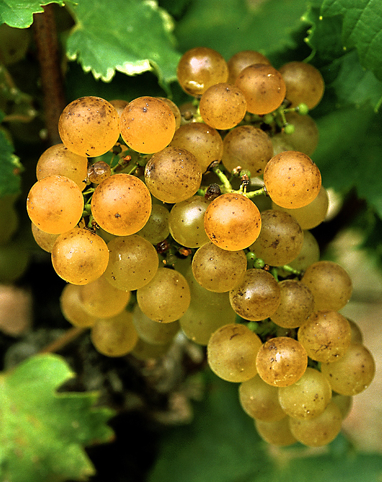 Sémillon Druiven 3